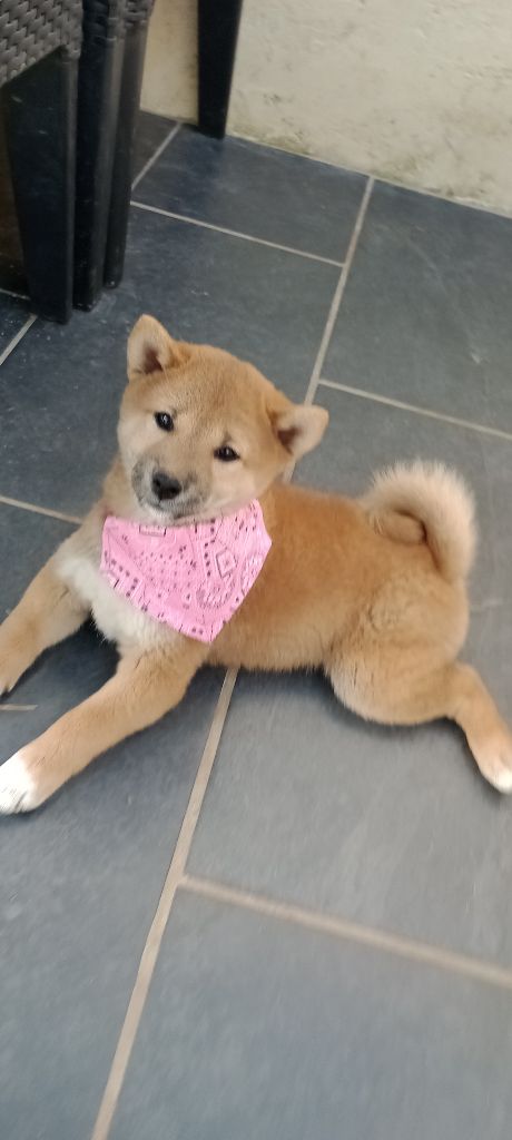 Isabelle Moyer - Chiot disponible  - Shiba