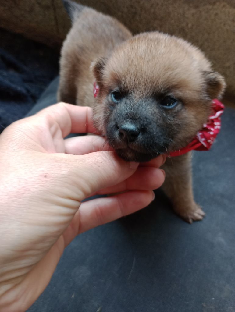 Isabelle Moyer - Chiots disponibles - Shiba
