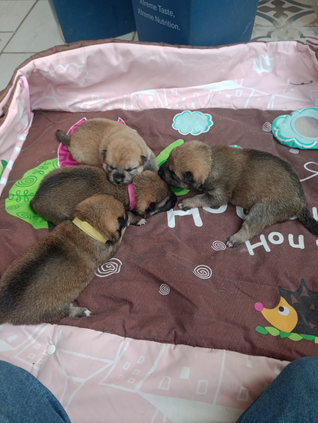 Chiot Shiba Isabelle Moyer