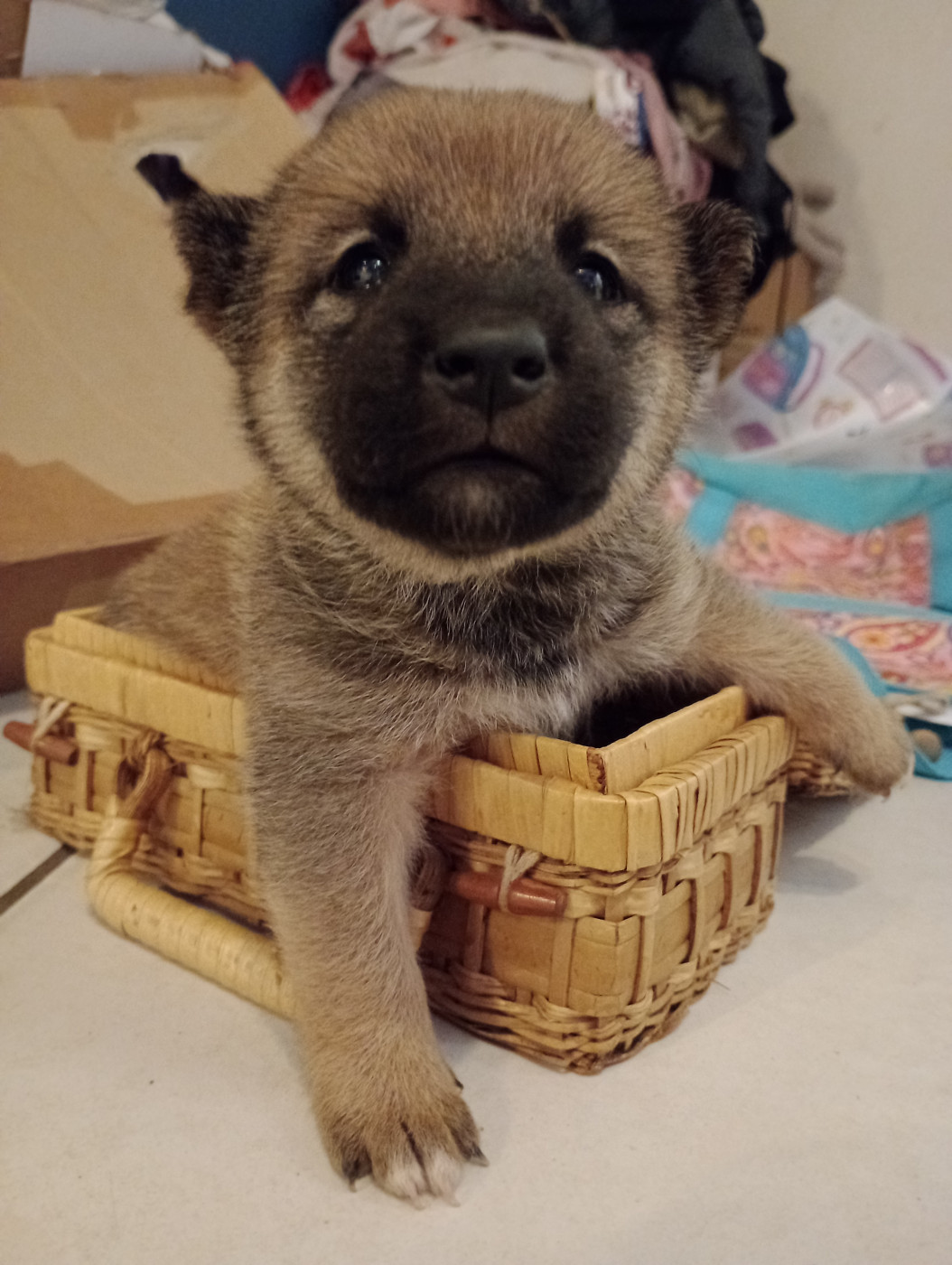 Isabelle Moyer - Chiots disponibles - Shiba