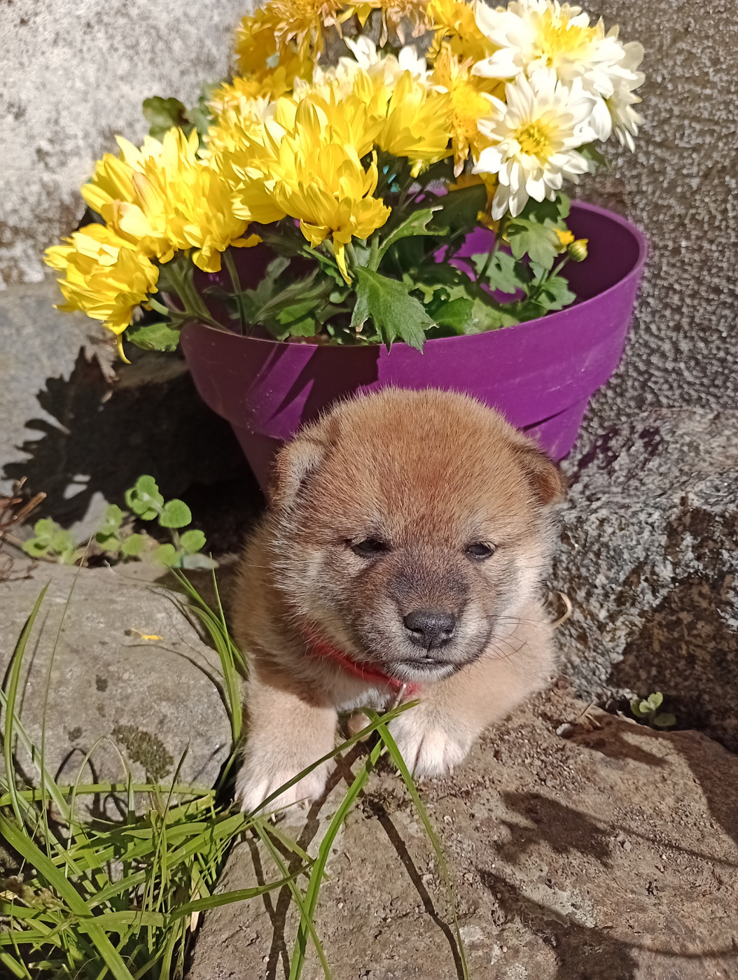 Isabelle Moyer - Chiots disponibles - Shiba