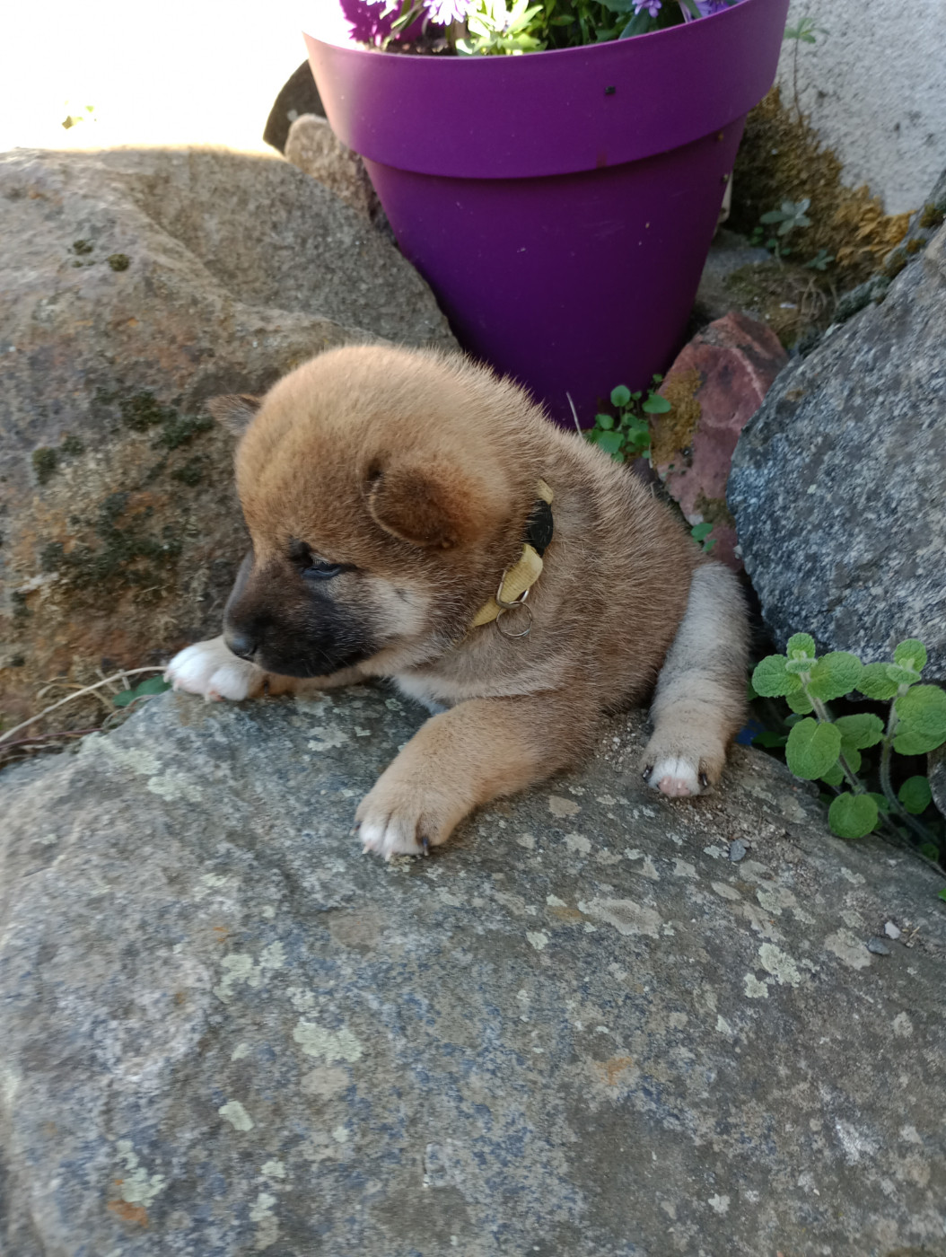 Isabelle Moyer - Chiots disponibles - Shiba