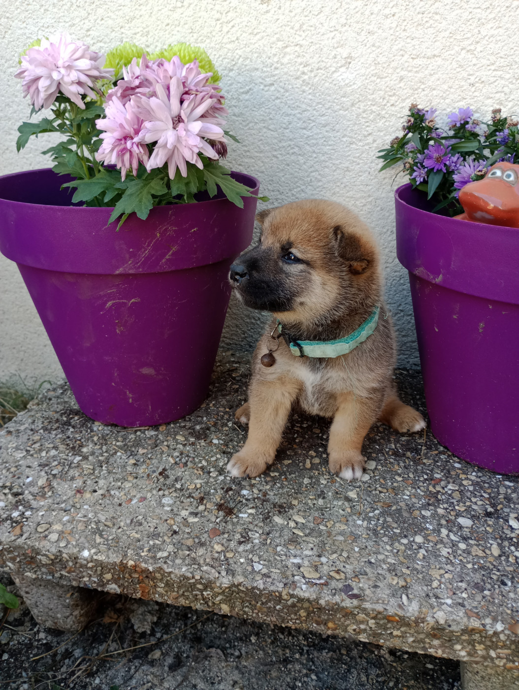 Isabelle Moyer - Chiots disponibles - Shiba