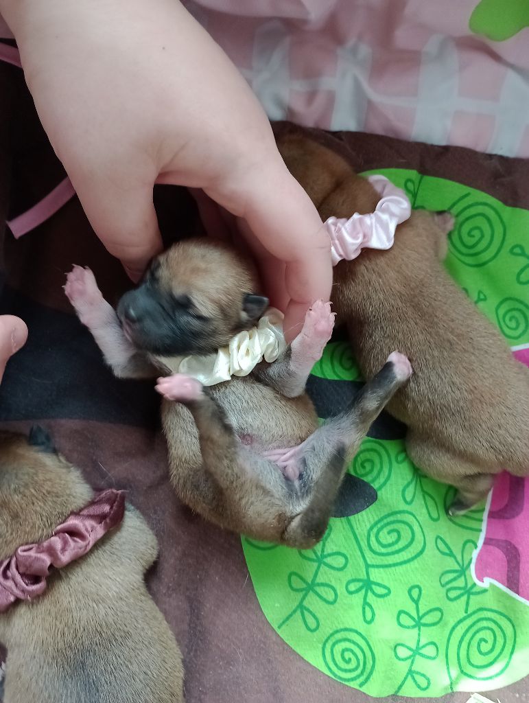 Isabelle Moyer - Chiots disponibles - Shiba