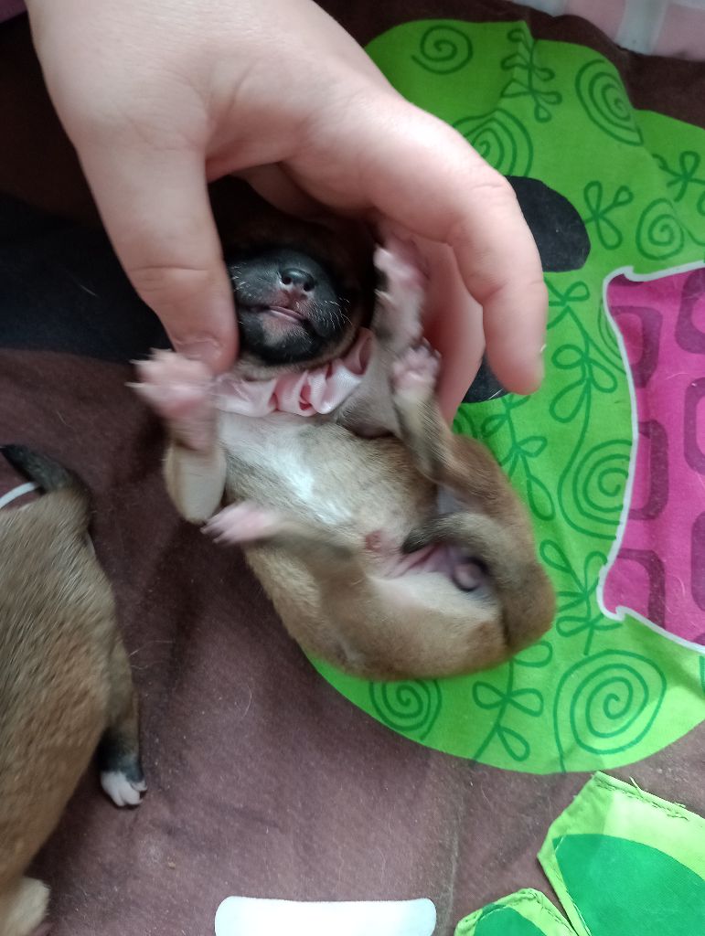 Isabelle Moyer - Chiots disponibles - Shiba