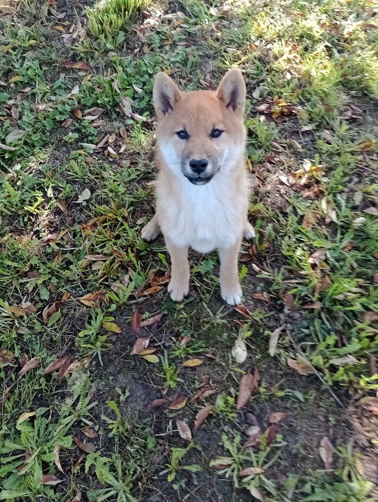 Isabelle Moyer - Chiots disponibles - Shiba