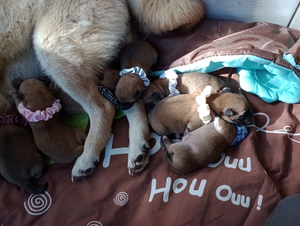 Chiot Shiba Isabelle Moyer