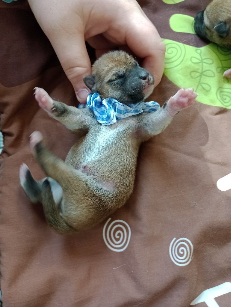 Isabelle Moyer - Chiots disponibles - Shiba