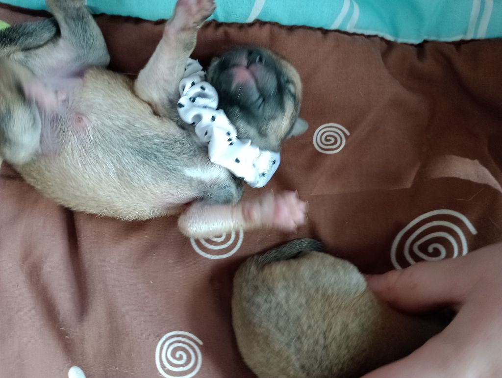 Isabelle Moyer - Chiots disponibles - Shiba