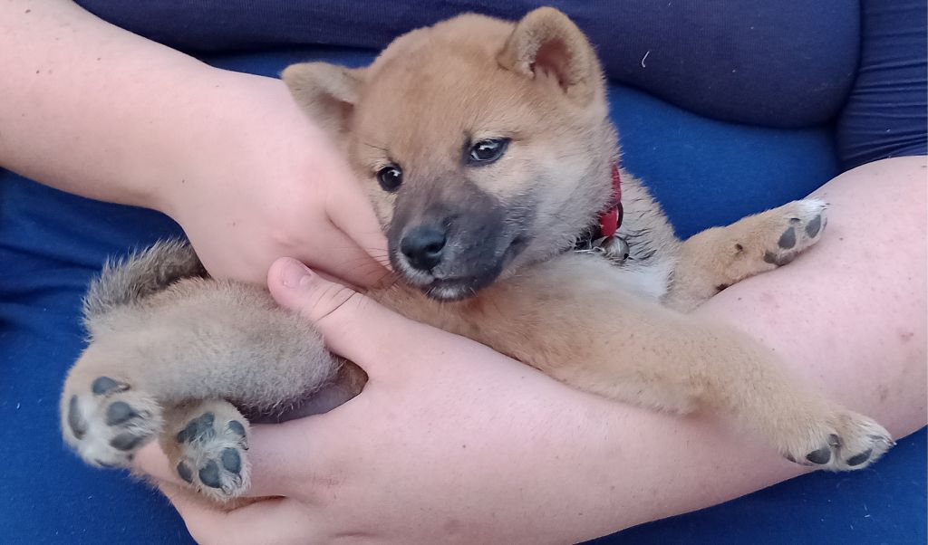 Isabelle Moyer - Chiots disponibles - Shiba