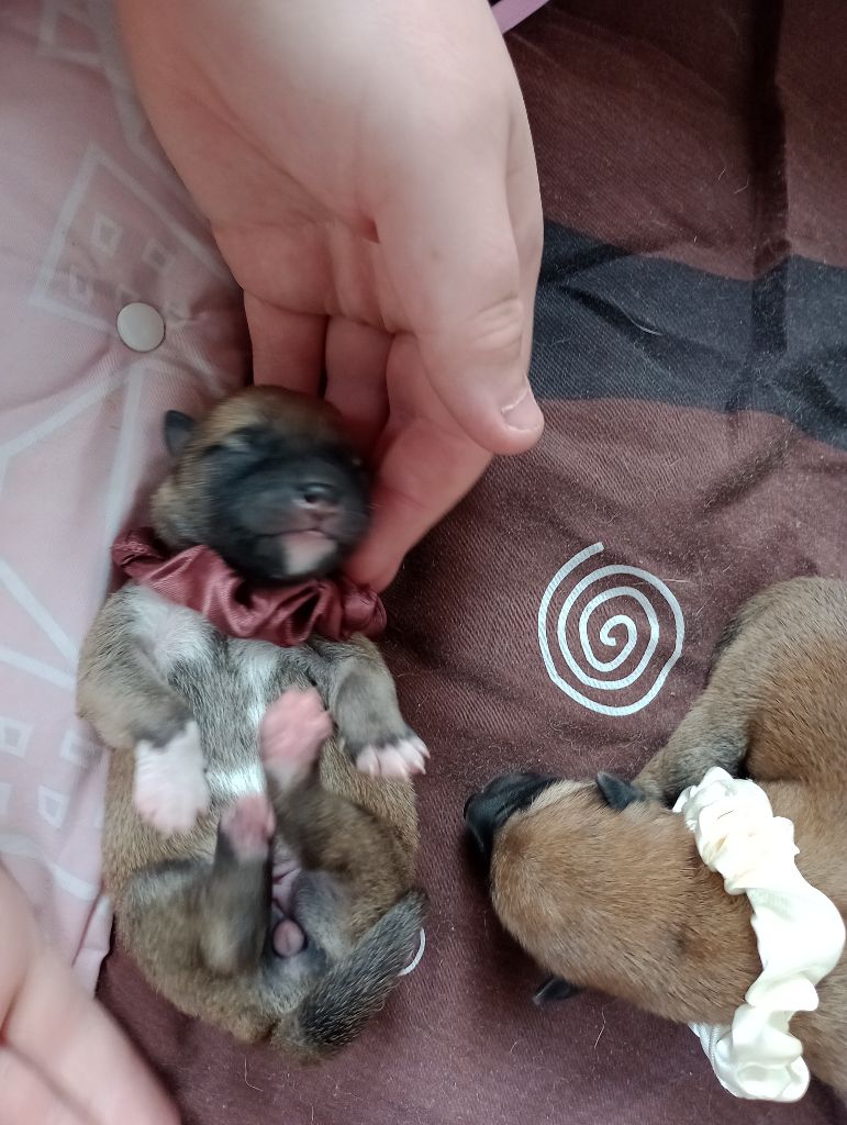 Isabelle Moyer - Chiots disponibles - Shiba